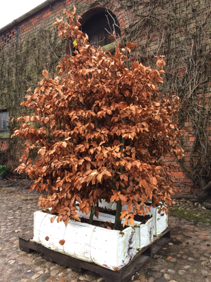 Pre grown beech getting ready for delivery 